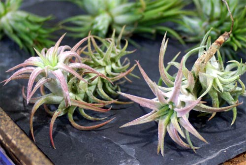 Tillandsia ionantha var.vanhyningii