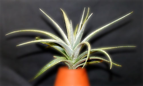 Tillandsia@ixioides