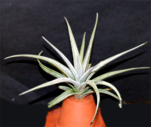 Tillandsia@ixioides