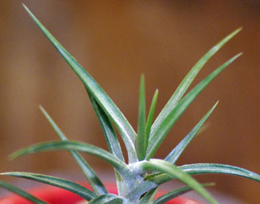 Tillandsia  jonesii