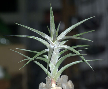 Tillandsia  jonesii