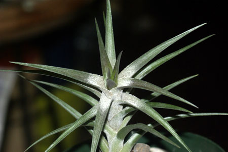 Tillandsia  jonesii