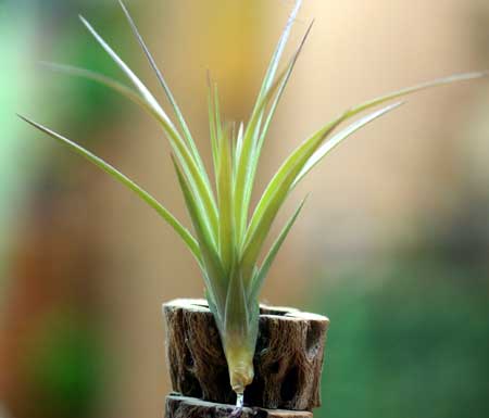 Tillandsia jucunda