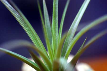 Tillandsia jucunda