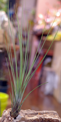 Tillandsia juncea