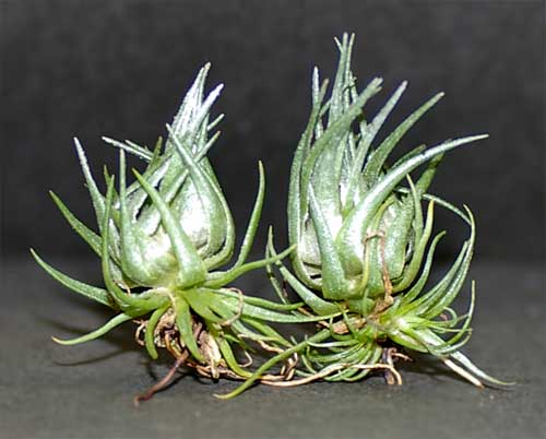 Tillandsia kautskyi