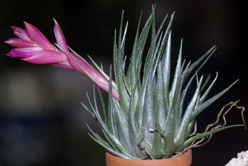 Tillandsia kautskyi ティランジア・カウツキー Tillandsia kautskyi ティランジア・カウツキー