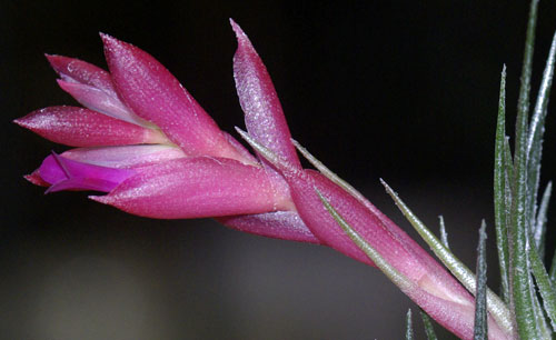 Tillandsia kautskyi