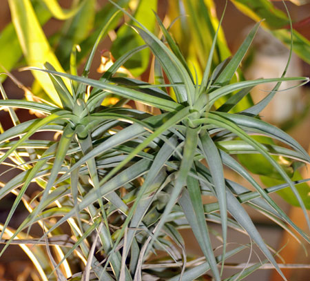 Tillandsia latifoliavardivaricata