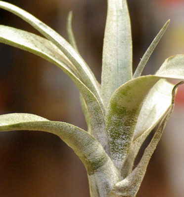 Tillandsia leucolepis