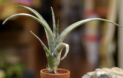 Tillandsia leucolepis