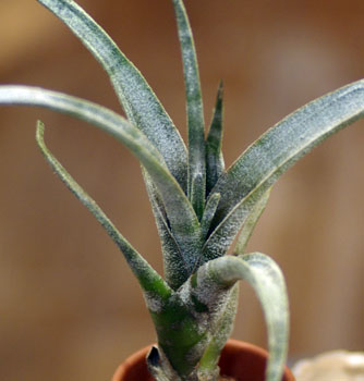 Tillandsia leucolepis