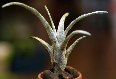 Tillandsia leucolepis