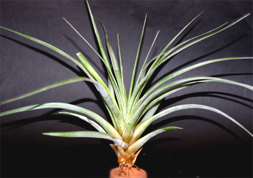 Tillandsia lineatispica