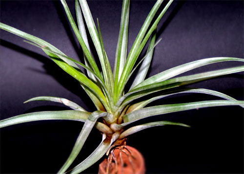 Tillandsia lineatispica