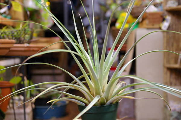 Tillandsia lineatispica