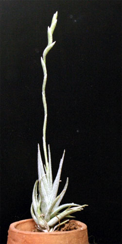 Tillandsia loliacea