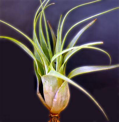 Tillandsia makoyana