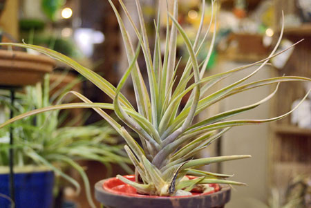 Tillandsia 'Maya'