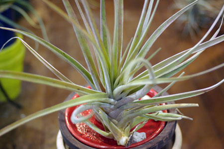 Tillandsia 'Maya'