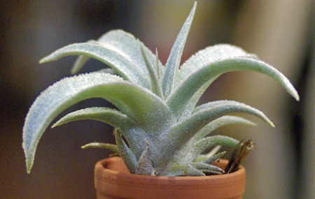 Tillandsia mima