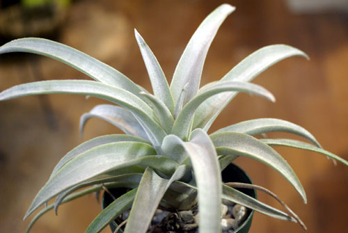 Tillandsia mima