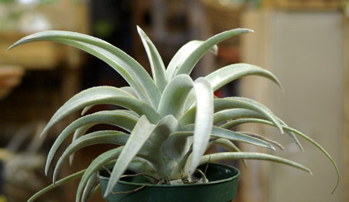 Tillandsia mima