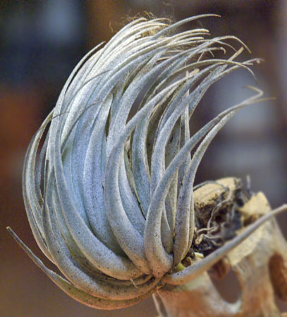 Tillandsia aff. minasgeraisensis