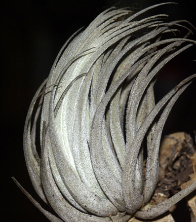 Tillandsia aff. minasgeraisensis