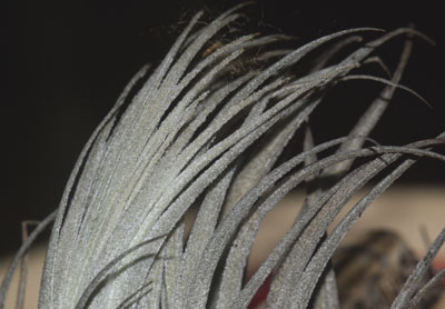 Tillandsia aff. minasgeraisensispolzii Tillandsia aff. minasgeraisensispolzii