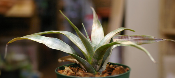 Tillandsia mirabilis