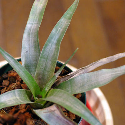 Tillandsia mirabilis