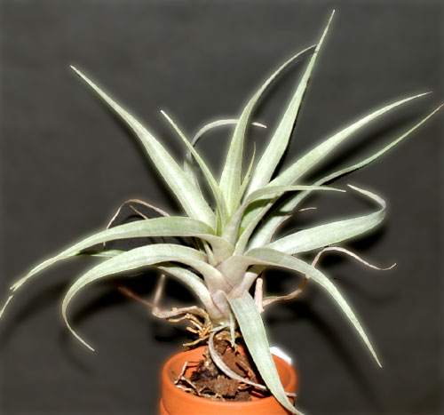 Tillandsia mixtecorum