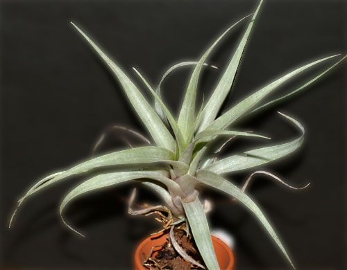 Tillandsia mixtecorum