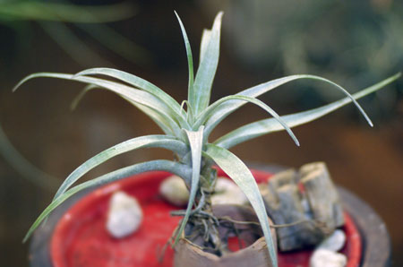 Tillandsia mixtecorum