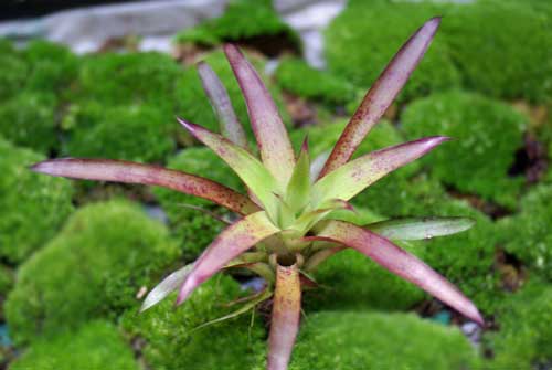 Tillandsia 'Mora'