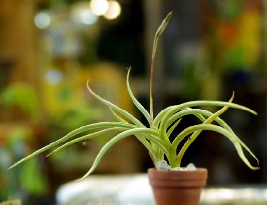 Tilllandsia myosura