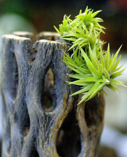 Tillandsia neglecta(Smallform)