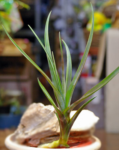 Tillandsia novakii