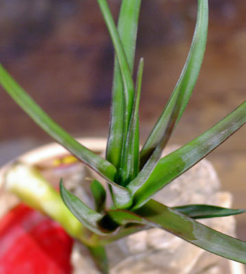 Tillandsia novakii