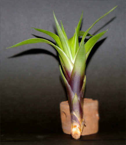 Tillandsia orogenes