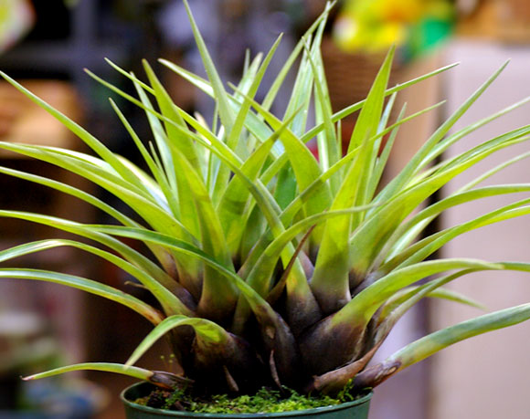 Tillandsia orogenes