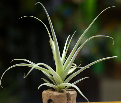 Tillandsia paleacea ssp.apurimacensis