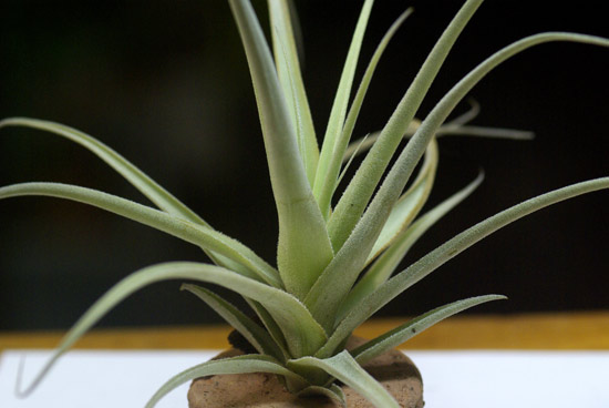 Tillandsia paleacea ssp.apurimacensis