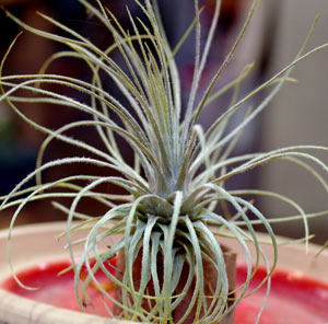 Tillandsia plumosa