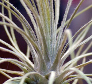 Tillandsia plumosa