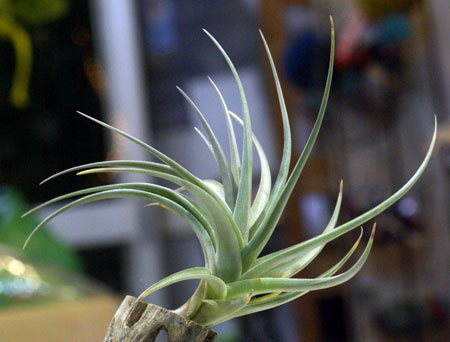 Tillandsia polzii