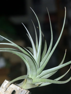 Tillandsia polzii