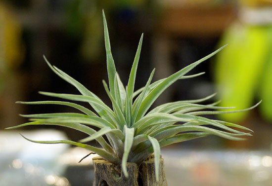 Tilllandsia pragiotropica