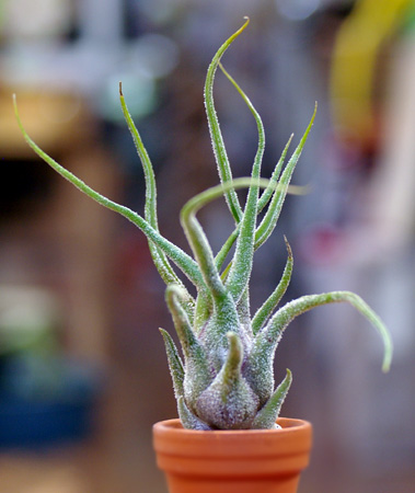 Tillandsia pruinosa